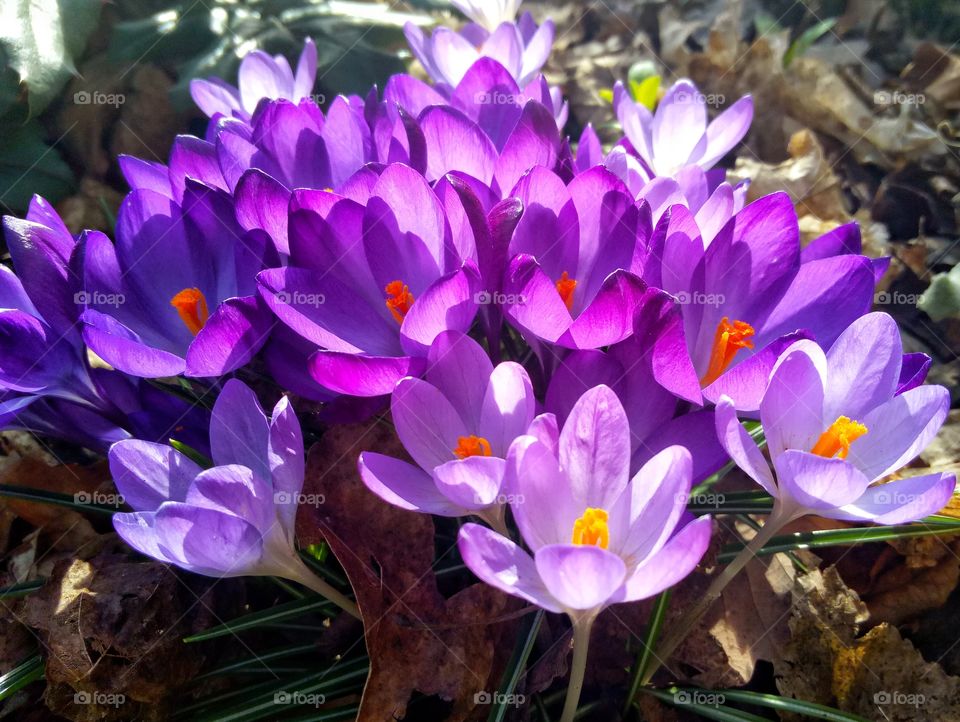 crocus flowers in the garden