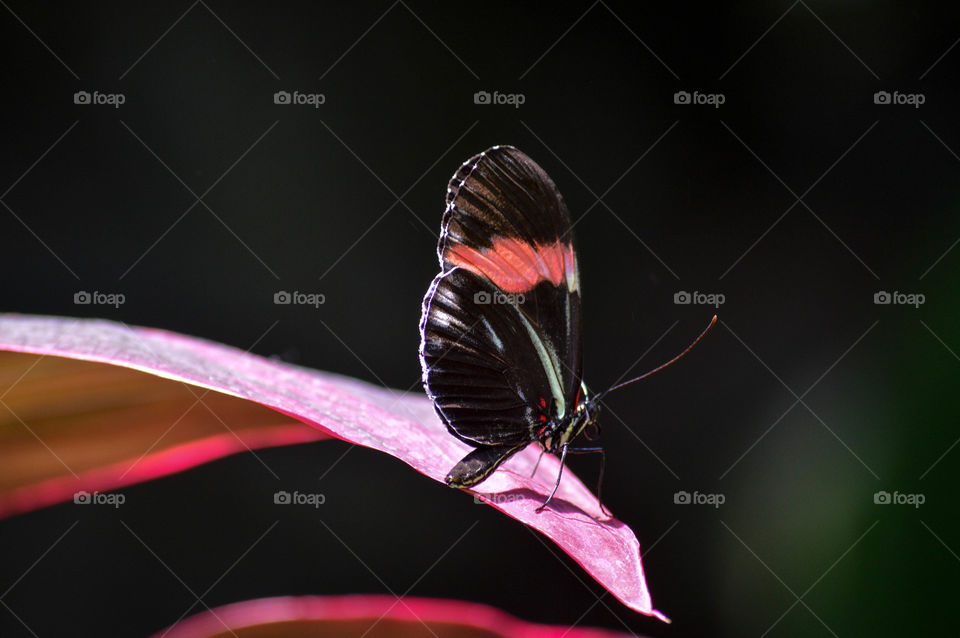 Black and red butterfly resting on a curved purple leaf with a black background