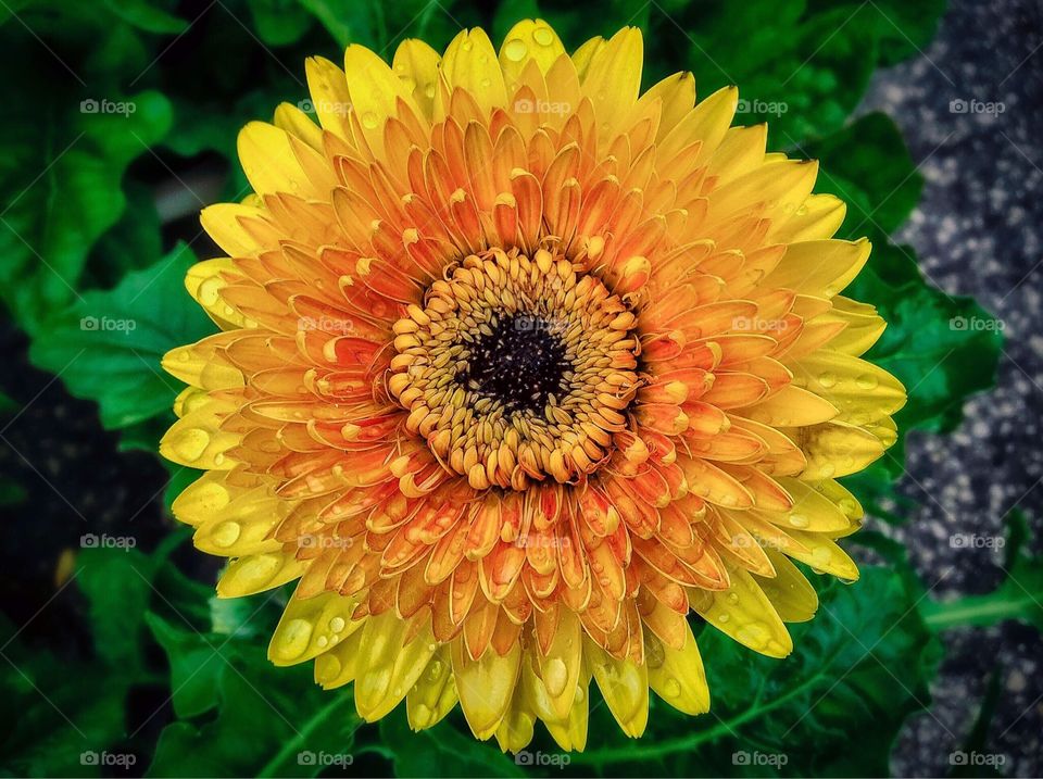 This is a Gerbera Daisy that I saw last summer.  The yellow and orange pedals give off a fiery look and the centre, with the way it all folds in gives off an almost alien characteristic.  Beauty in nature and beauty in flowers.  This planet has some amazing flowers, especially when getting up close.    Always take your camera with you, or at least a phone camera so that you can get any shot of unique flowers when you're out and about.  There was a touch of post processing done to this shot.     