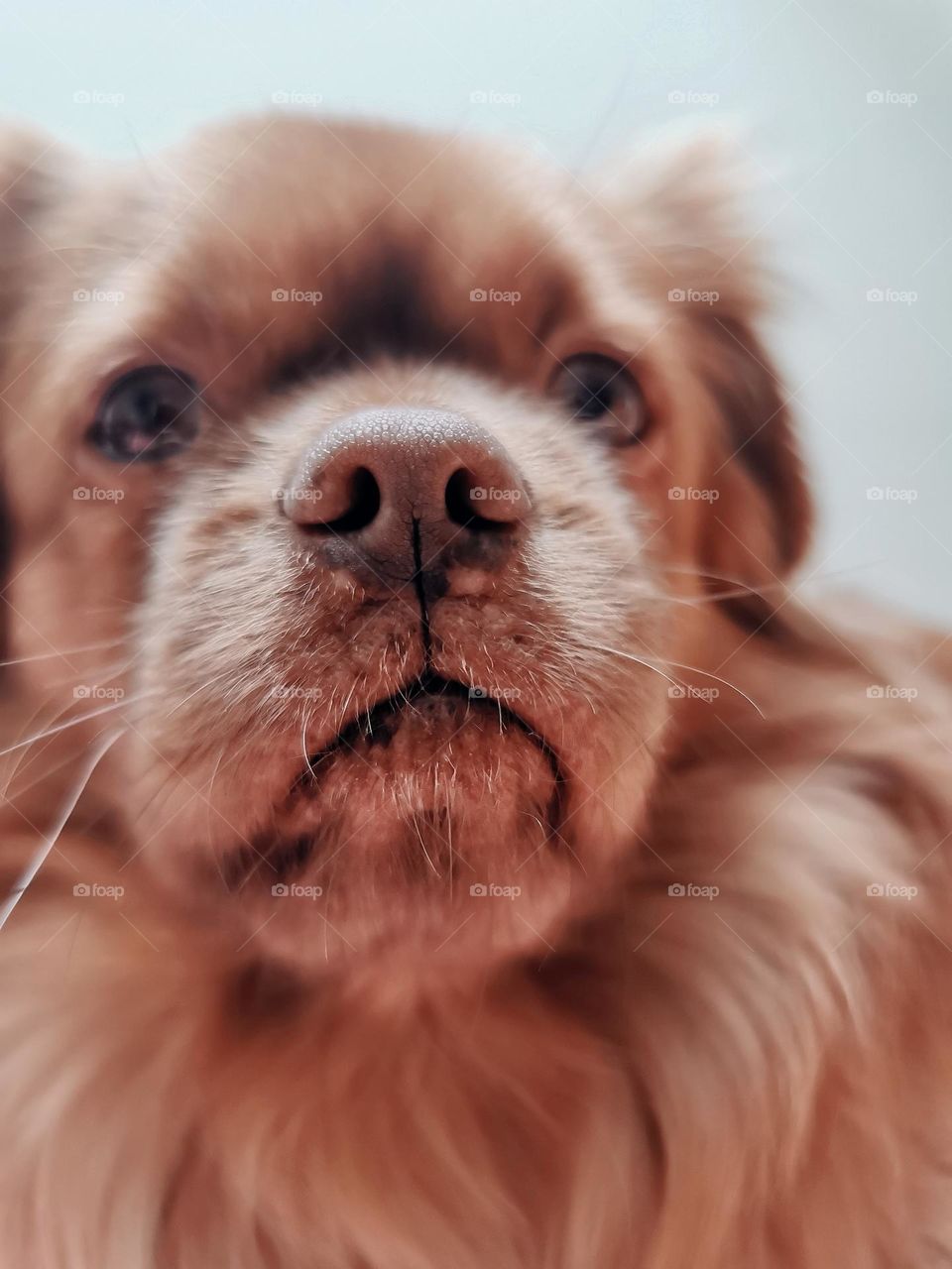 Closeup portrait shot of cute little brown dog