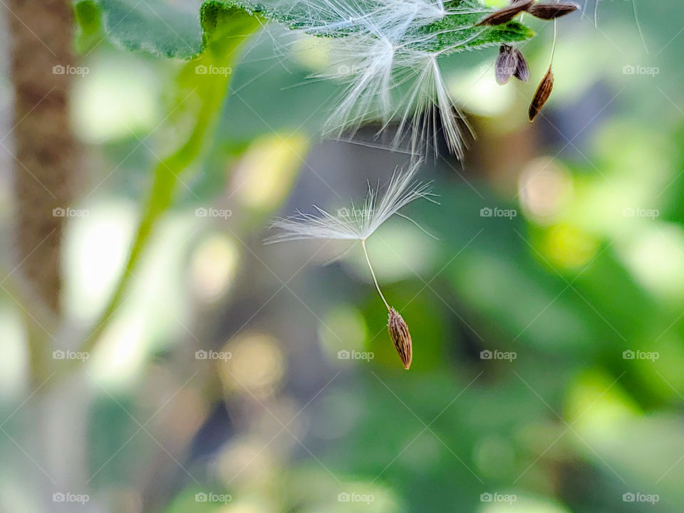 Dandelion seed falling; green background