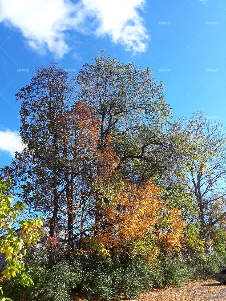 fall trees
