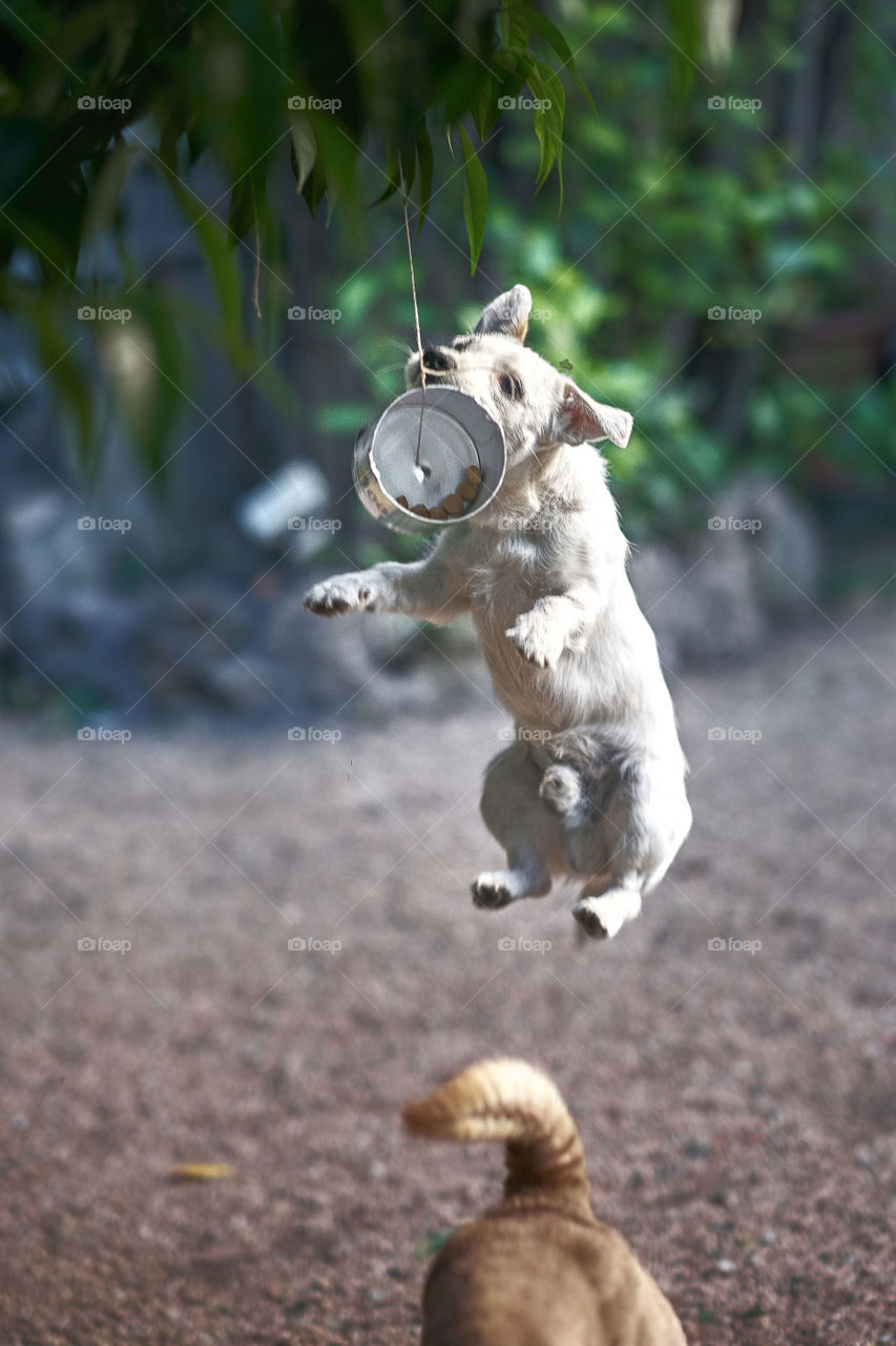 Jumping dog