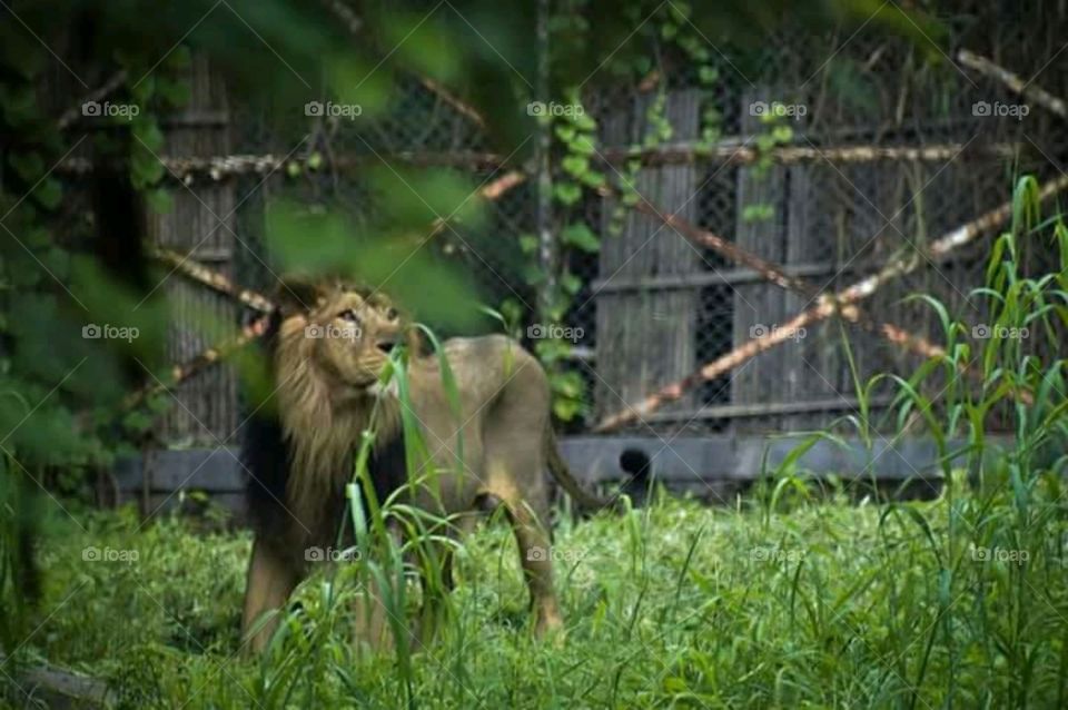 Zoo pictures of lion. it's horrible 😔😔😔