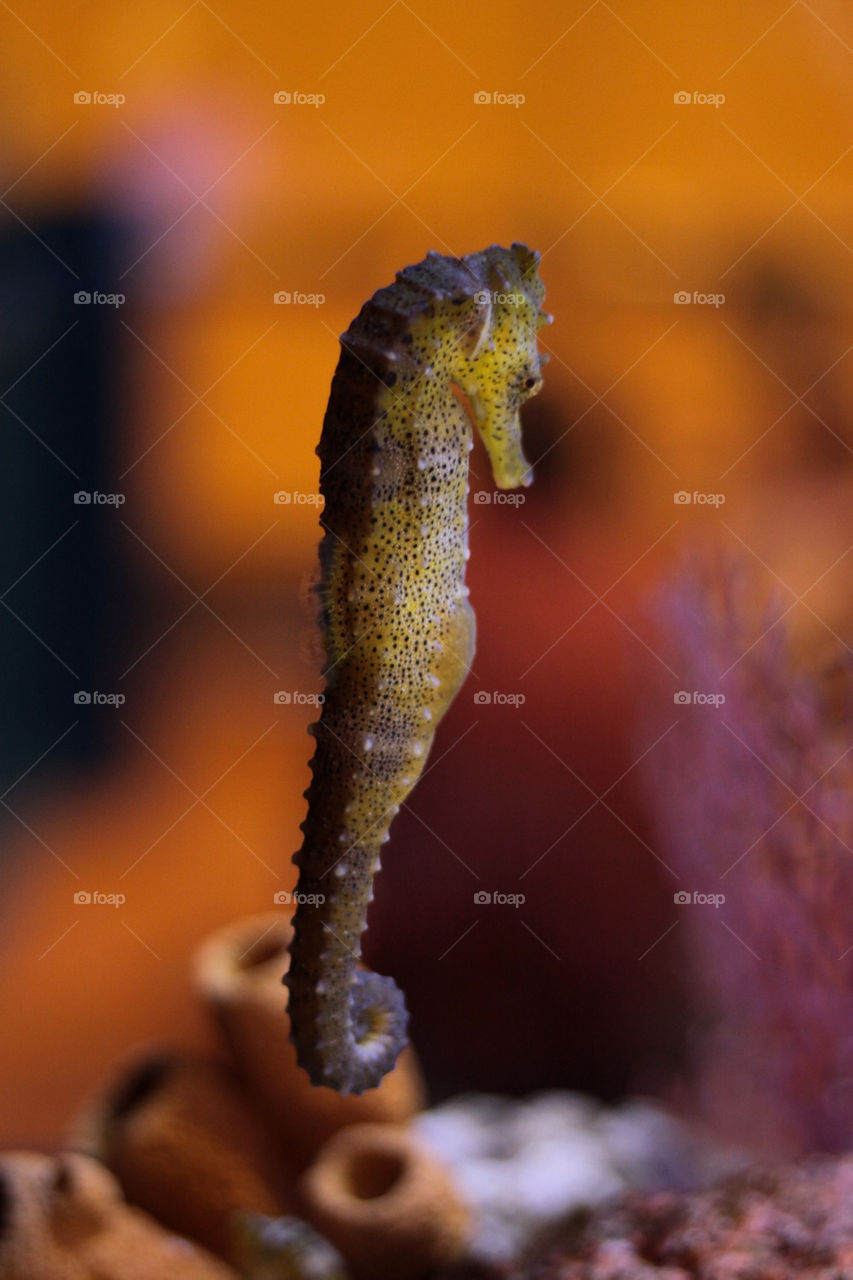 ocean fish sea horse by lmtrent