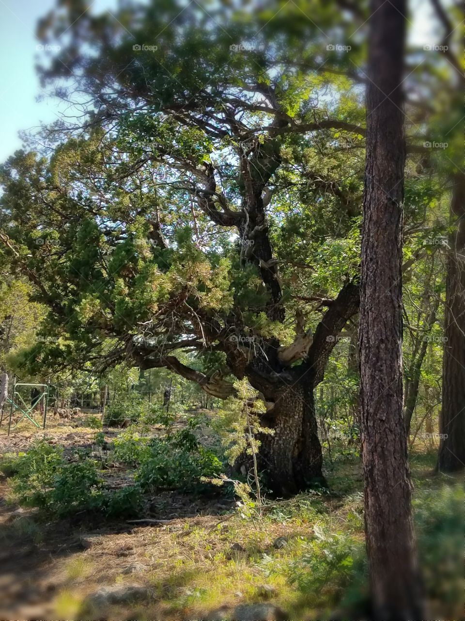 Tree on Mingus Mountain Arizona