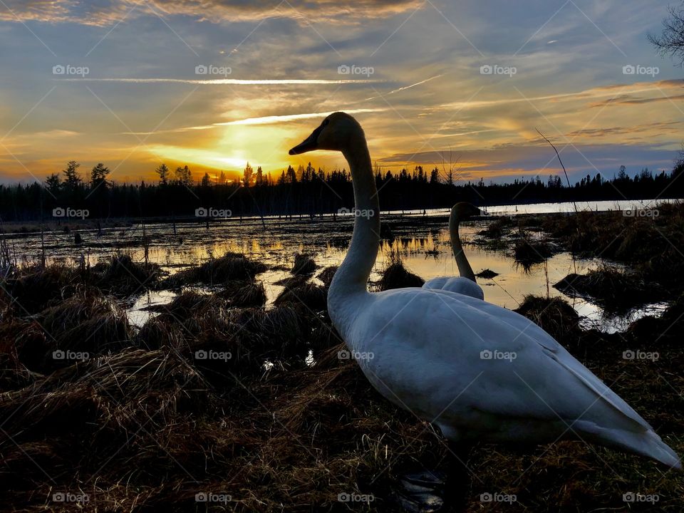 Swan sunset