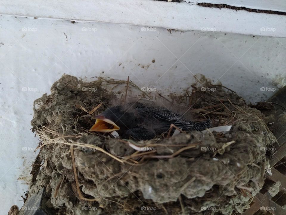 Birds make nests and give birth on our wall clocks.