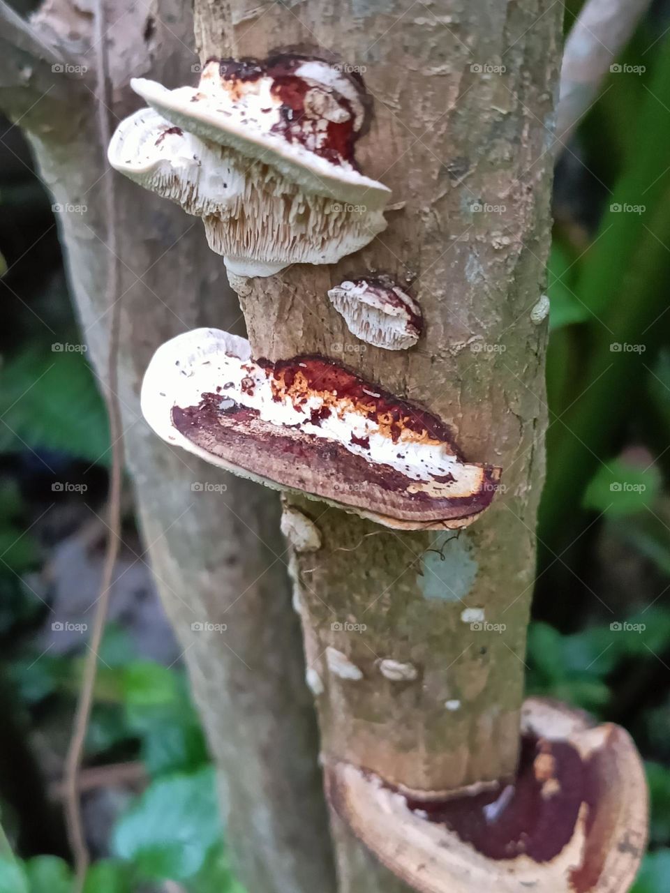 Mystical Mushrooms: A Fungi Adventure