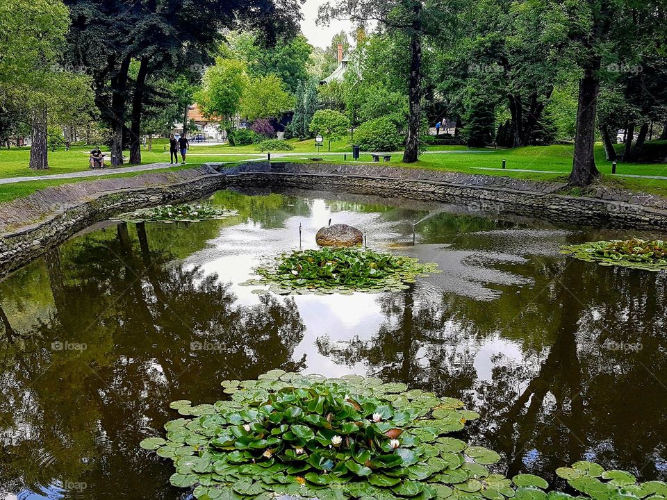 lake with water lilies