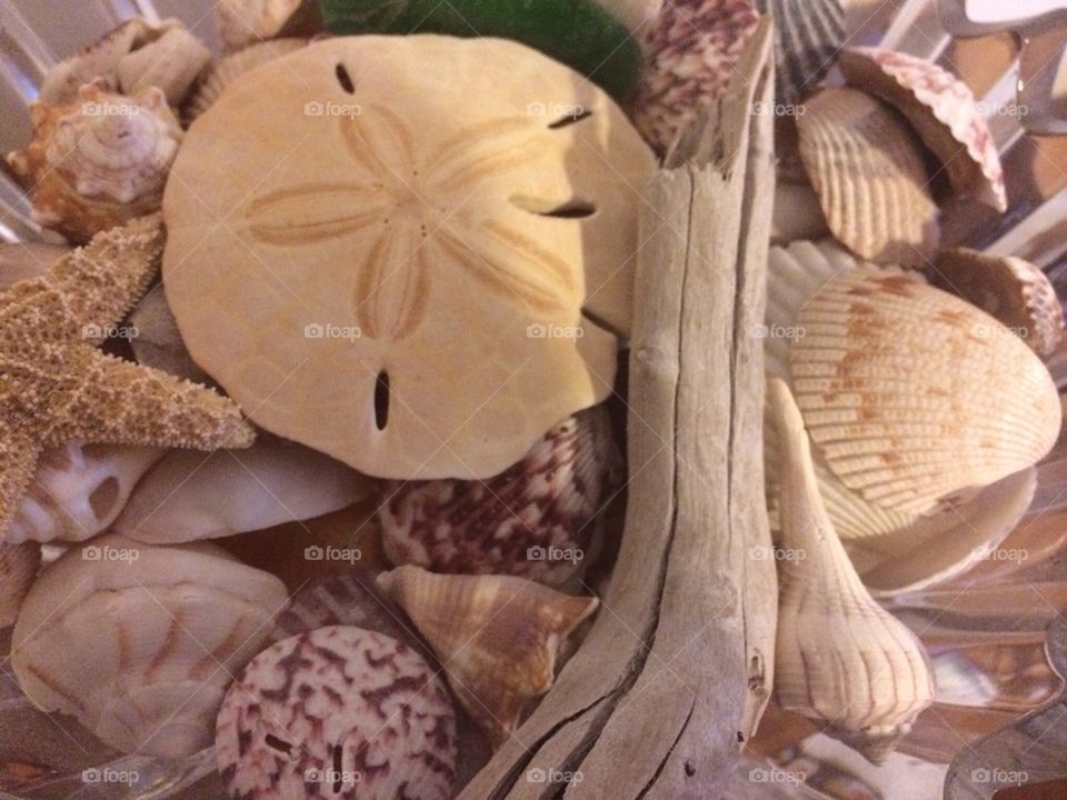 Seashells