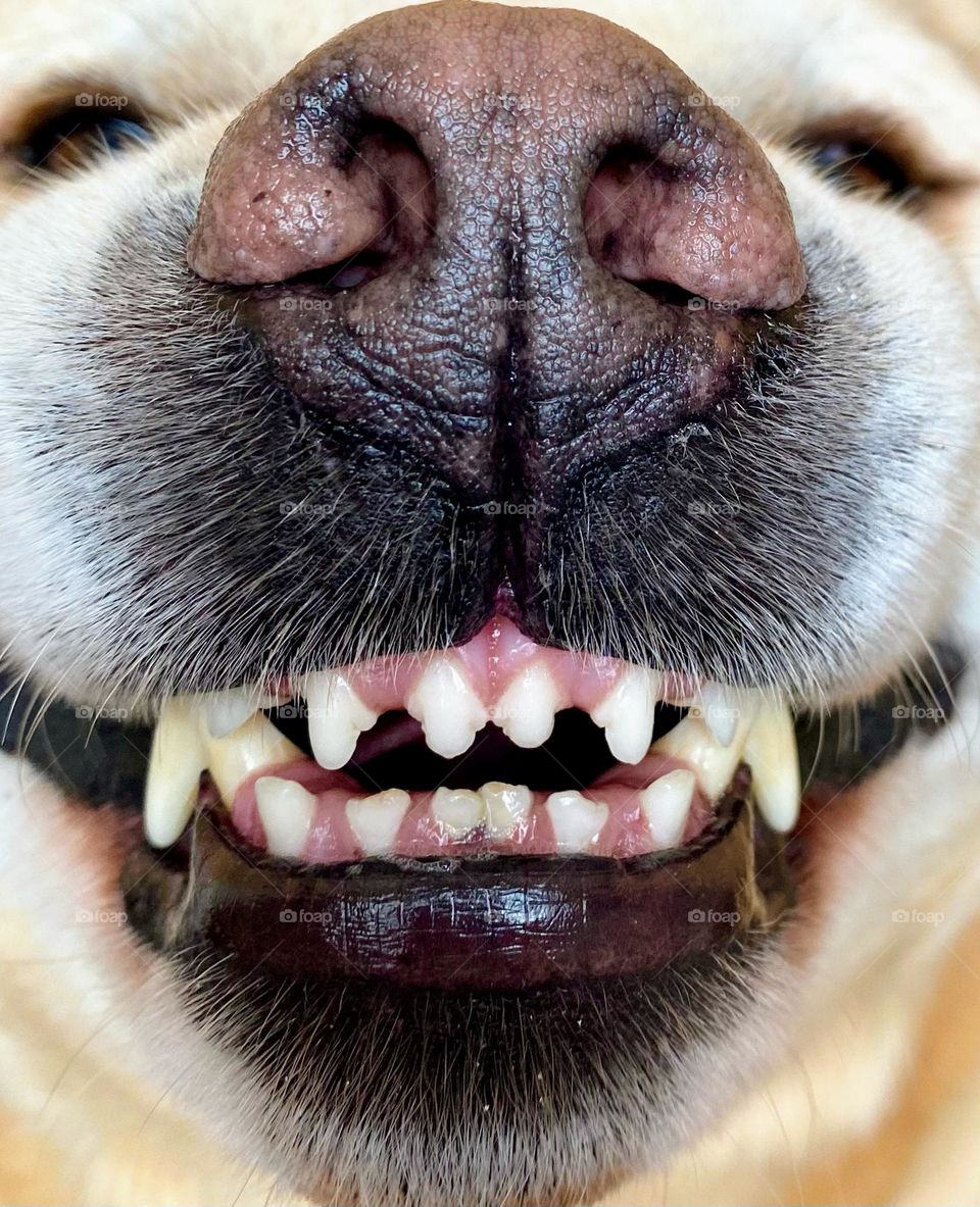 Closeup of the nose and mouth of a yellow lab, looks like he is smiling 