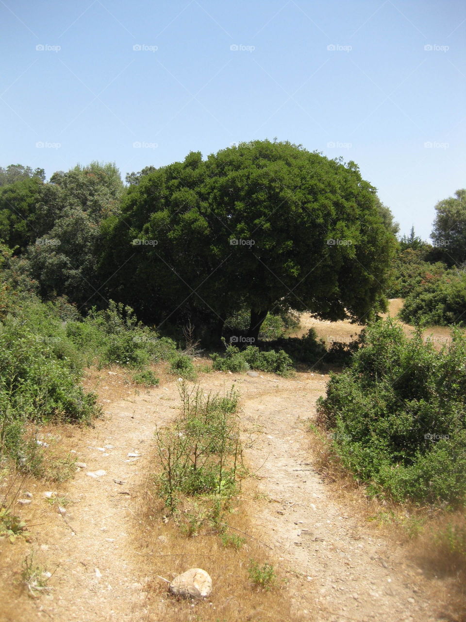 Psili Ammos tree