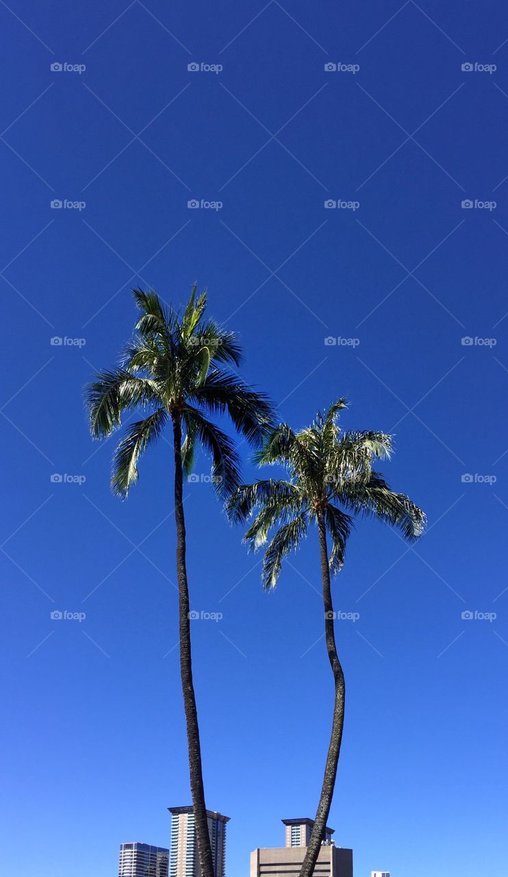 Two graceful Palm trees above city buildings 