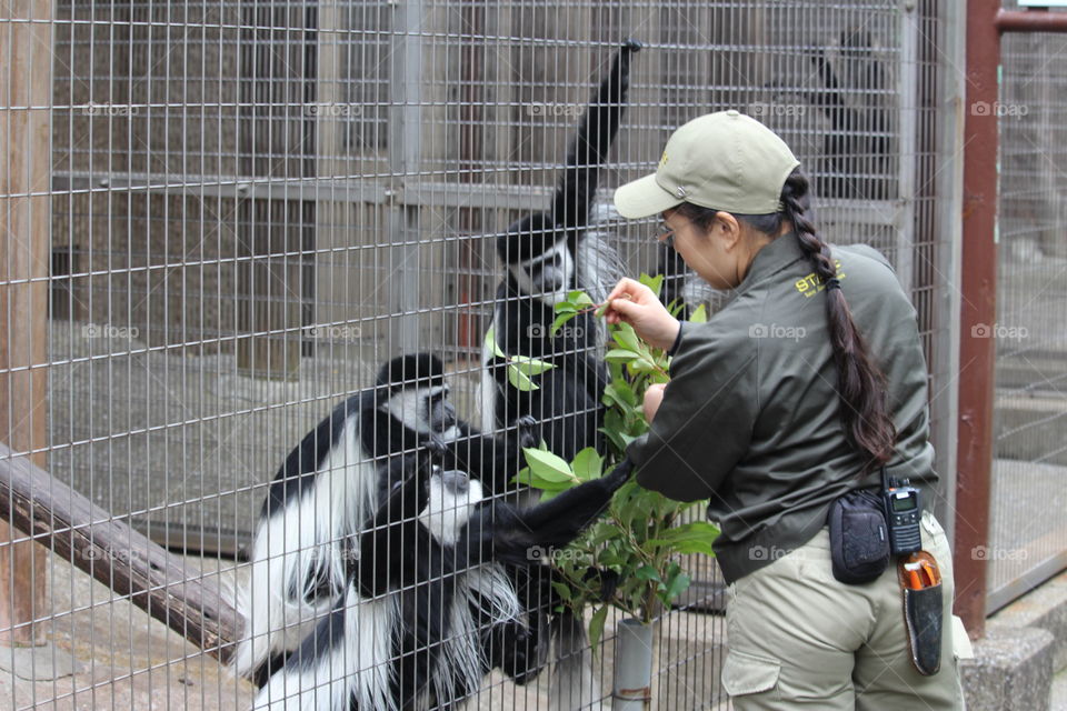 Feeding Colobus monkeys at Oeno Zoo Tokyo Japan 