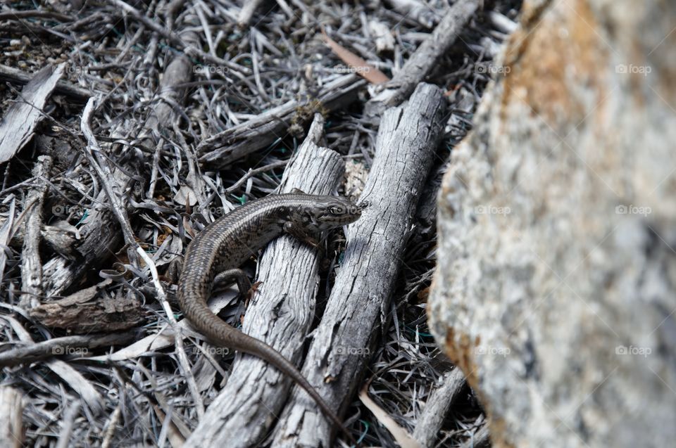 Skink sun baking 