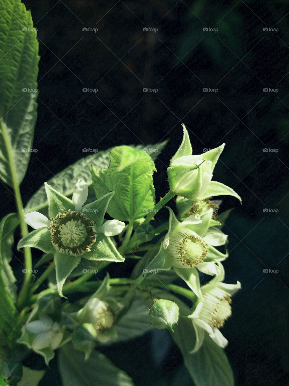 late raspberries blossoms