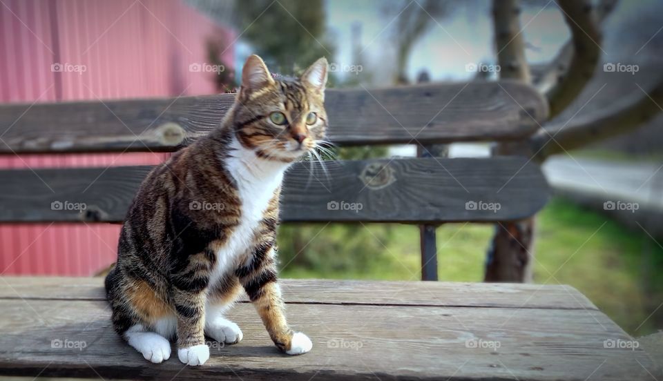 cat on the  bench