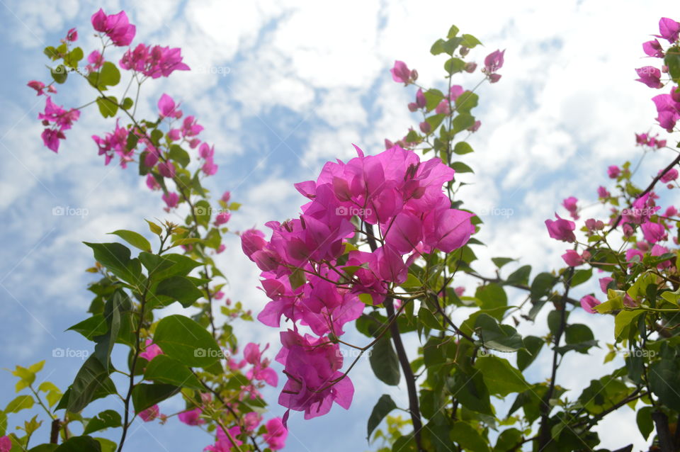 flowers