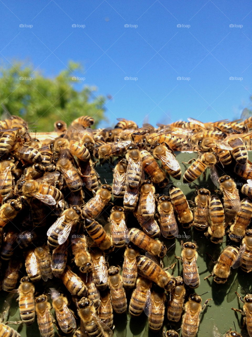  Bees at beekeeper.