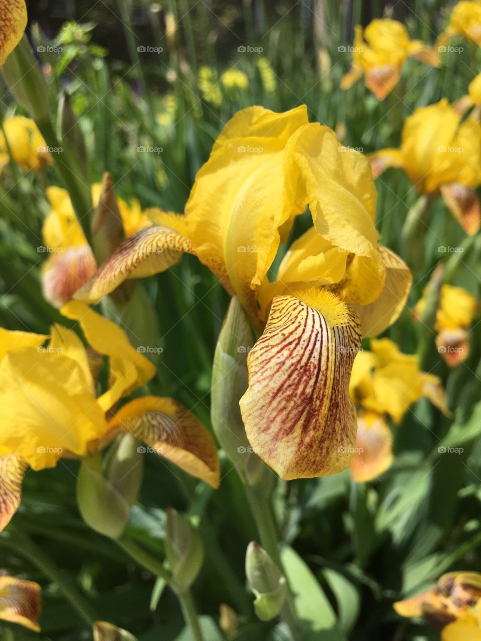 Yellow iris 