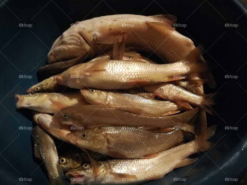 fish 🐟🐠🎏🎣