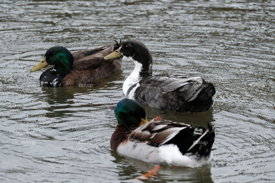 Ducks in a pond