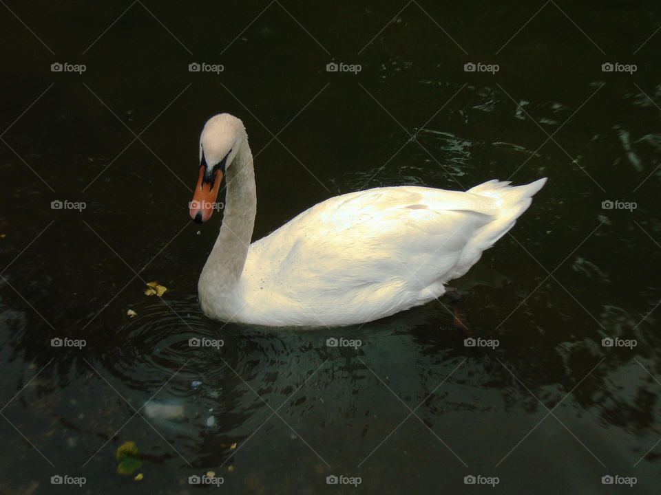 Swan on the lake.