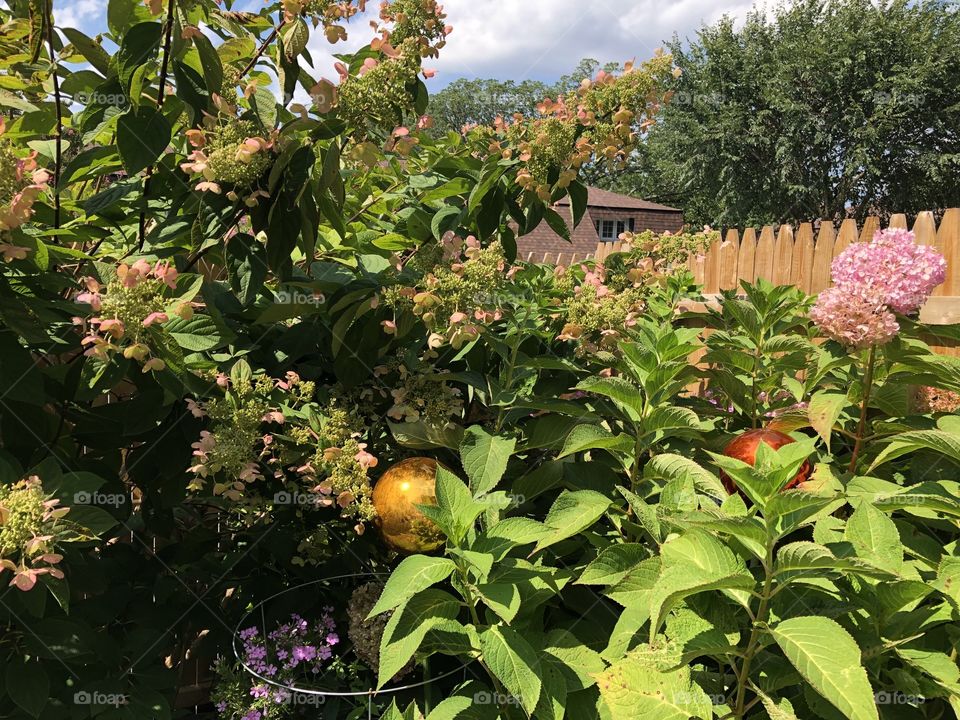 Backyard  the town home  with blooming bush 