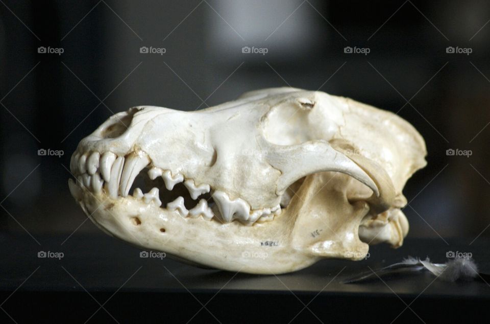 Skull