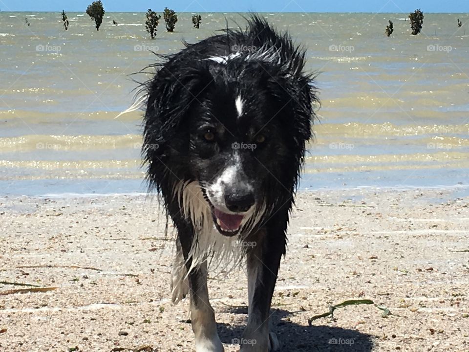 Wet Border collie sheepdog returning from ocean swim 