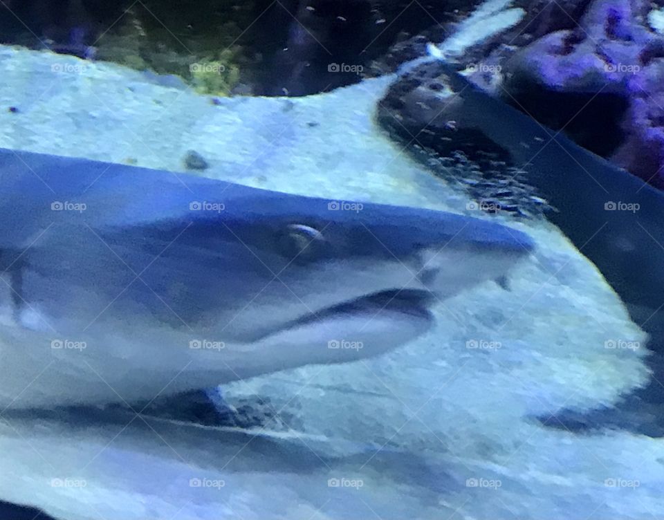The head of a small shark near the bottom of a water tank with sand