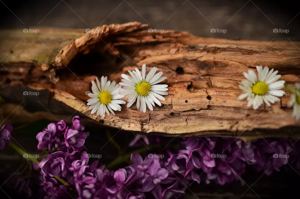 A wood beauty
