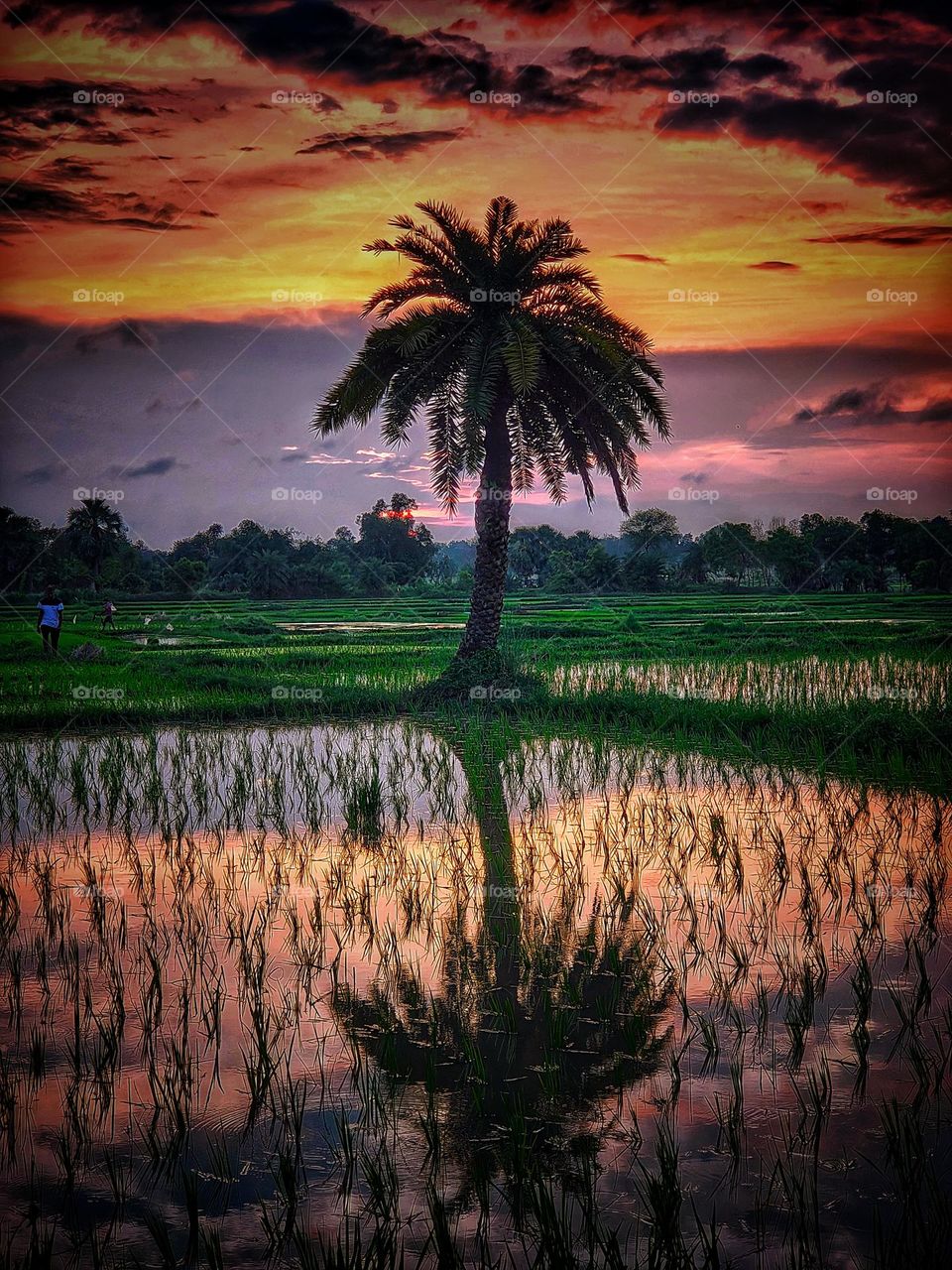 summer spring dual combo