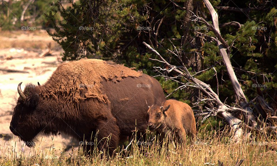 Yellowstone buffalo and calf