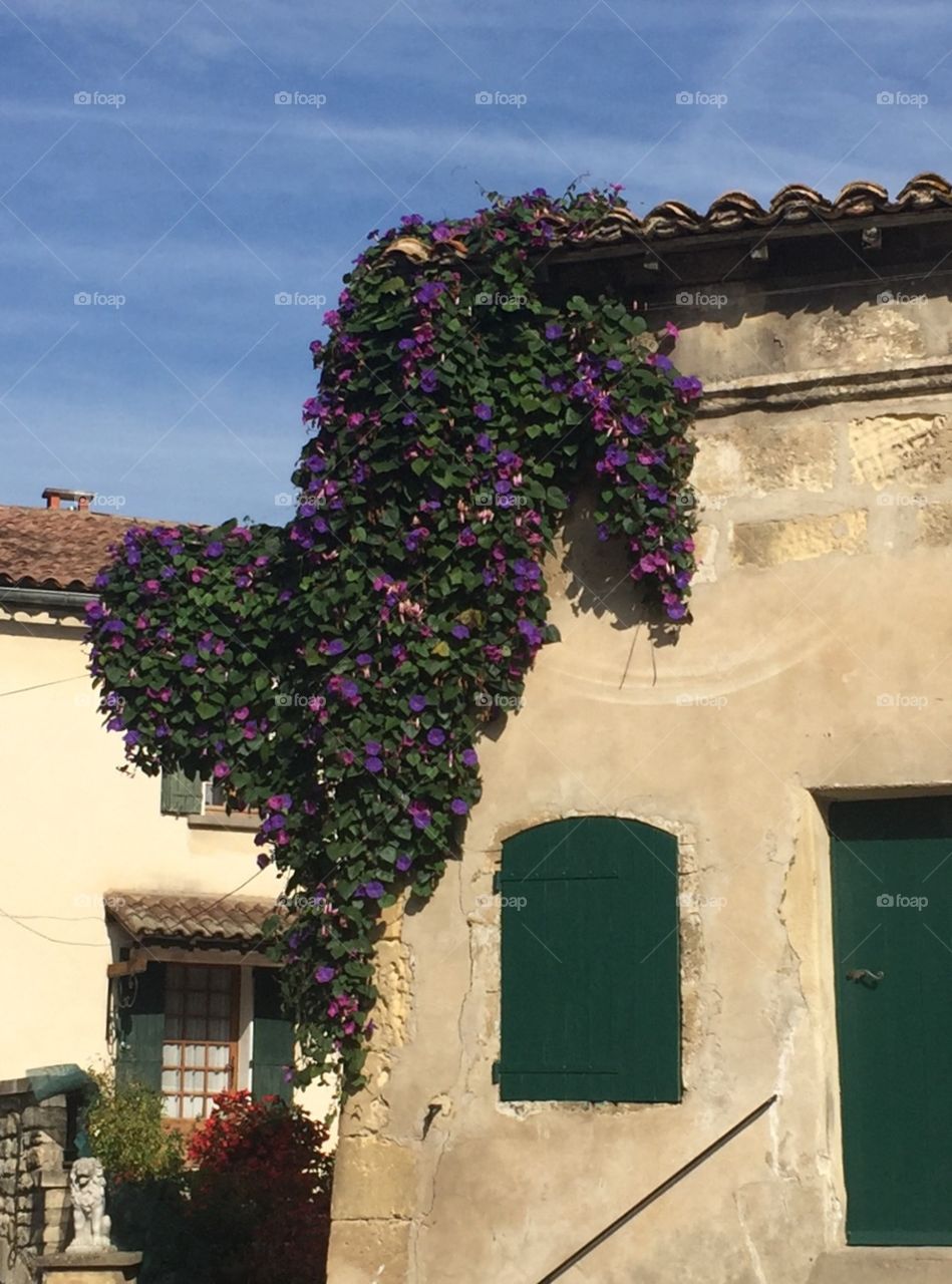 morning glory vine in France