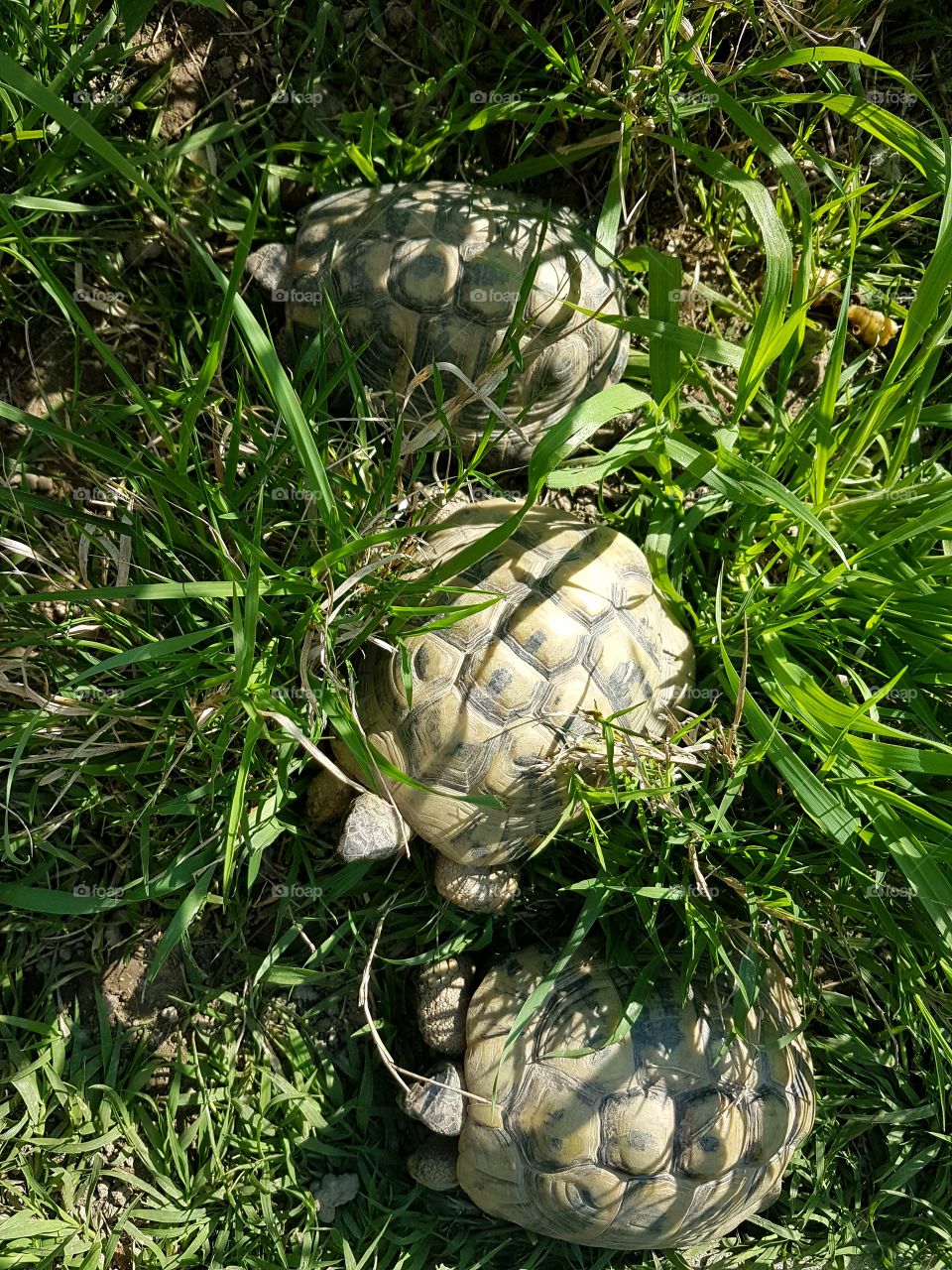 Nature, Food, No Person, Leaf, Desktop