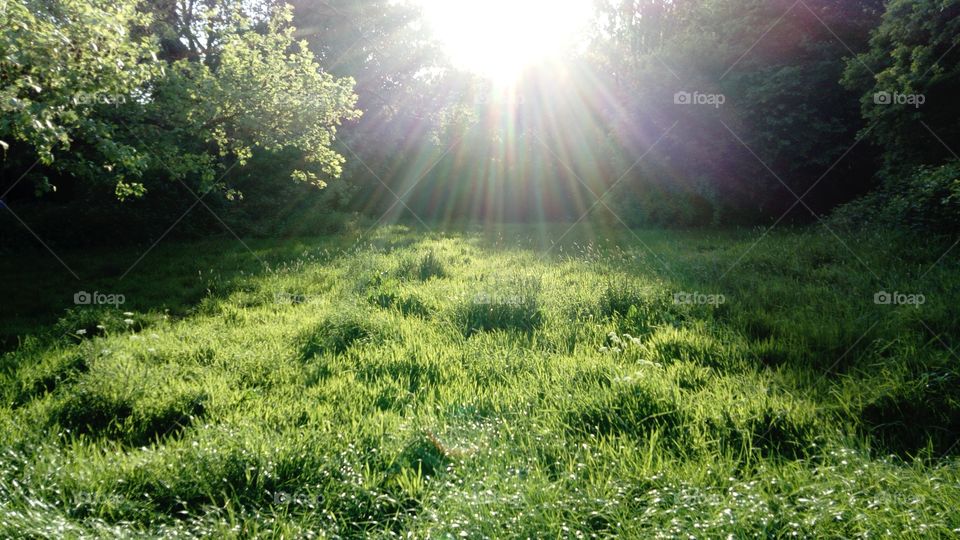 Sunset walk in. Hampstead Park, north London