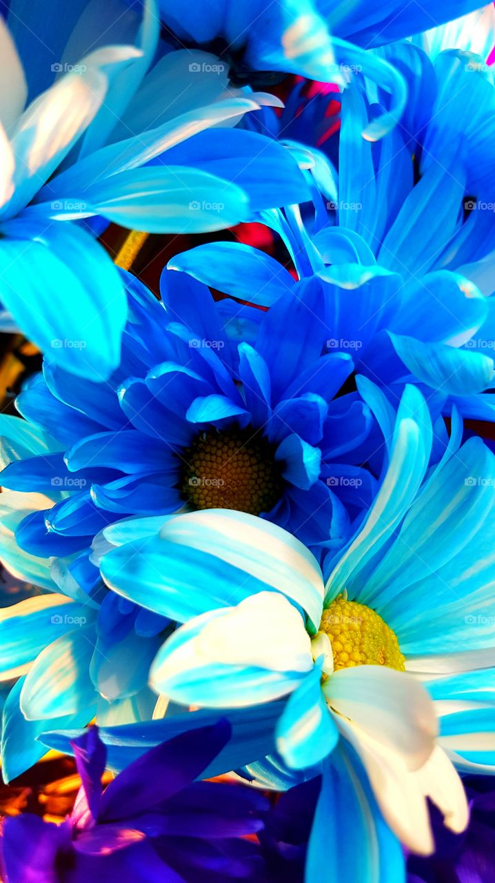 Flower, Nature, Color, Bright, Abstract