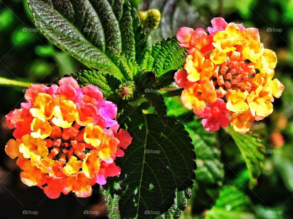 Pink and yellow Lantana flowers