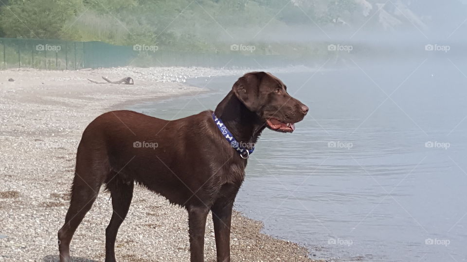 Chocolate Lab staring over Lake Michigan while standing on beach