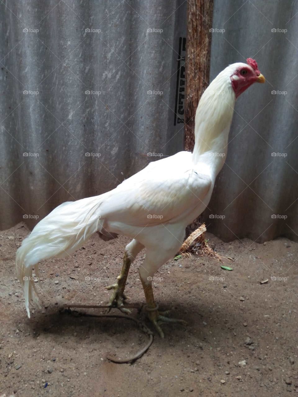 White is the white country hen