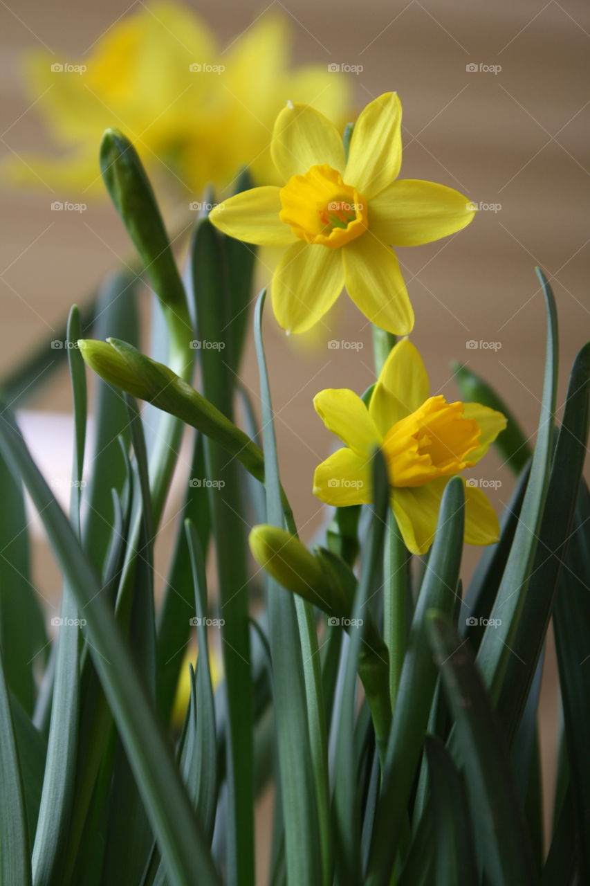 Yellow daffodils 