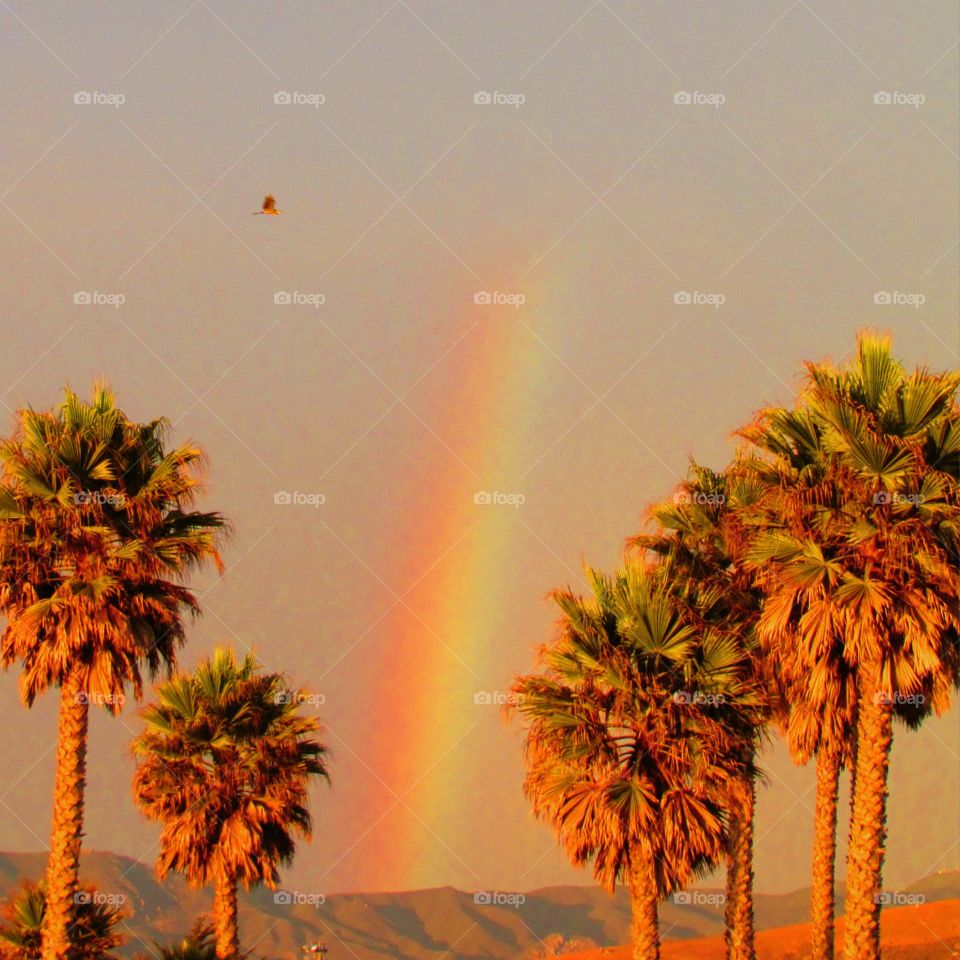 California Rainbow