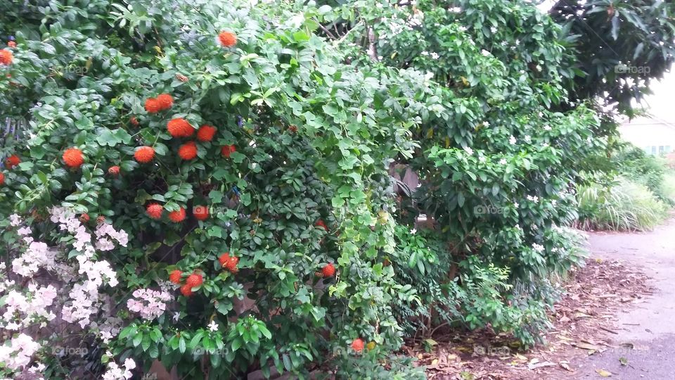 Garden, Flower, Flora, Leaf, Tree