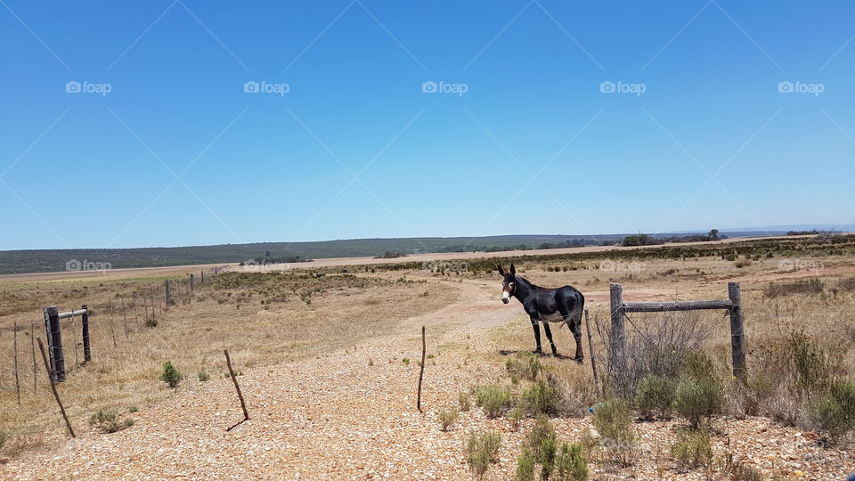 A dark donkey is standing next to the road South Africa