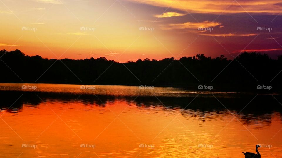Spectacular orange and yellow sunset with goose silhouette