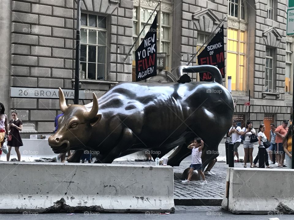 New York Bull 