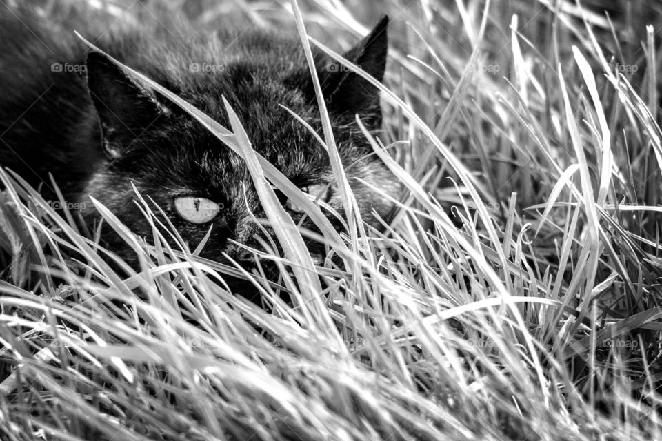 A black and white portrait of a sneaky black cat in the grass. it was hiding for us while we walked by, thinking it was still unseen.