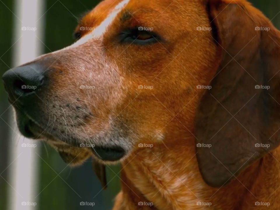 sad beagle dog
